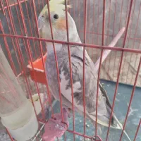 عروس هلندی به فروش میرسد