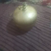 پیک نیک سالم