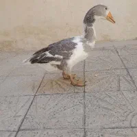 غاز نر یک ساله