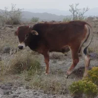 گوساله نر دو سال تمام