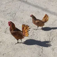 مرغ‌و‌خروس‌ مینیاتوری