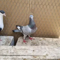 پلاکی ماده