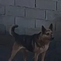 سگ خوب