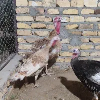بوقلمون مولد بربون و برنز درشت