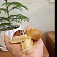 حلزون