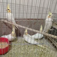 عروس هلندی جوجه دار و مغلف
