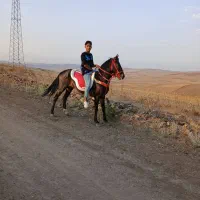اسب‌کورد