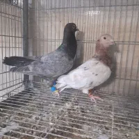 ماده دمسفید نرو ماده سار هفترنگ