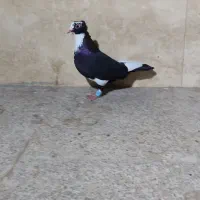 کبوتر