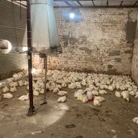 مرغ گوشتی ۲۴۶ب قیمت عمده