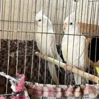 جفت البینو با تمام وسایل