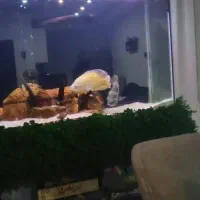 آکواریوم بزرگ با فیلتر سطلی و پایه