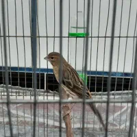 جوجه قناری نر ۵ماهه