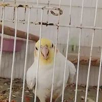 گمشده عروس هلندی