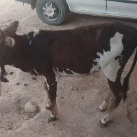 حیوانات