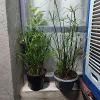 گل و گیاه طبیعی