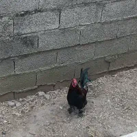 خروس نژاددار پا پری پاکوتاه