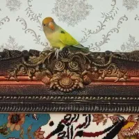 کوتوله برزیلی