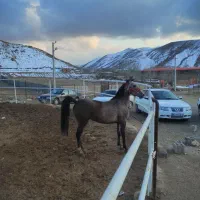 مادیان شجره دار خالص کورد