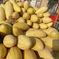 خربزه درجه یک