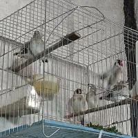 سهره|پرنده|جلفا, |دیوار