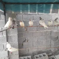کبوتر آسمان خراش