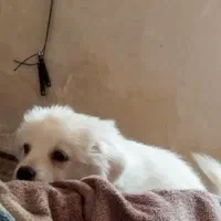 سگ بامزه شیتزو