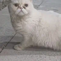 معاوضه گربه پرشین
