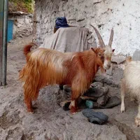 بز جوان بچه زا