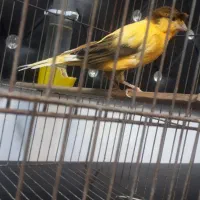 قناری نر  ابلغ پرتقالی