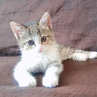 واگذاری رایگان بچه گربه ۳ ماهه ماده