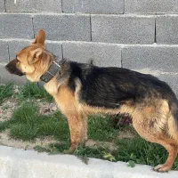 سگ ژرمن