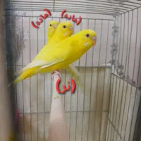 مرغ عشق به علت کمبود جا