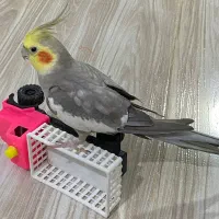 عروس هلندی بامزه