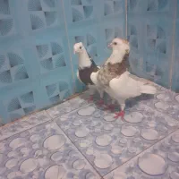 جفت طوقی