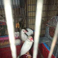 یک جفت فنج نرگسی