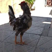 خروس گلین