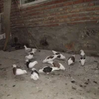 کبوتر پشتی ناب ناب