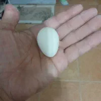 تخم مرغ|حیوانات مزرعه|قروه, |دیوار