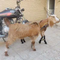 دو عدد بز