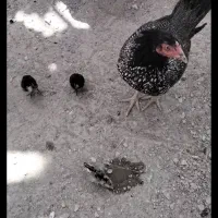 یک عدد مرغ با ۳ عدد جوجه