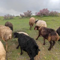 گوسفند برایه قربانی