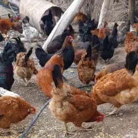 مرغ تخمگذار