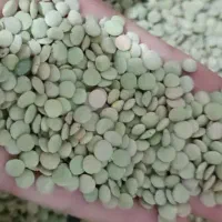 عدس تازه