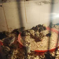 جوجه بلدرچین و گلین سه روزه