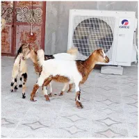 1 عدد نری شهری و1عدد گیسه داشت