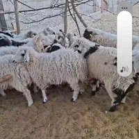 فروش 20راس بره نر