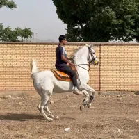 اسب