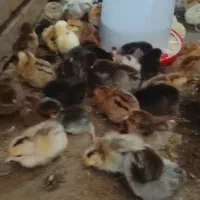جوجه 3 روزه زیر قیمت