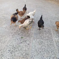 10عدد جوجه محلی